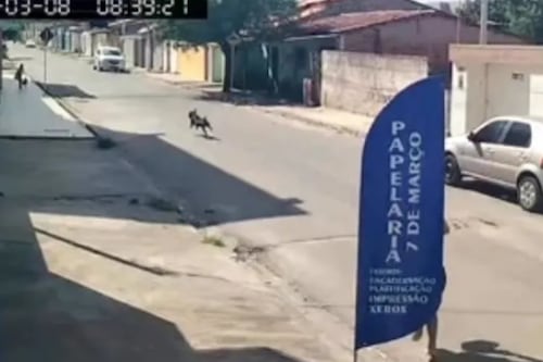 Pitbull solto em Arapiraca derruba criança e mata pinscher que passeava com ela