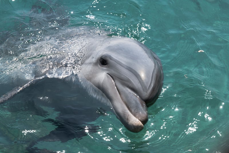Delfín