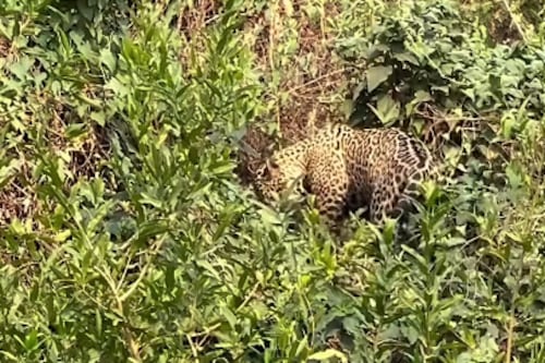 Vídeo flagra onça capturando jacaré com golpe mortal em segundos durante caçada