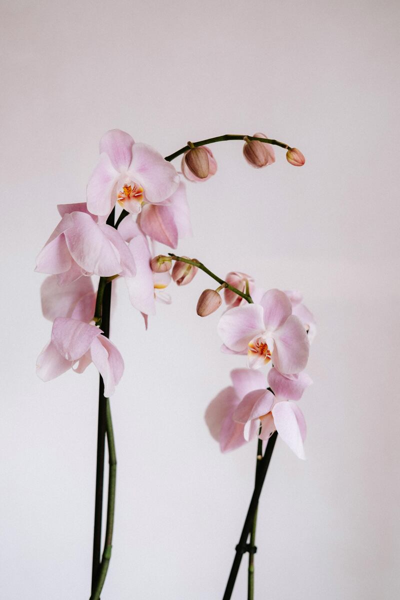 ¡Adiós rosas! La flor para regalar a mamá el 10 de mayo y tiene un profundo significado