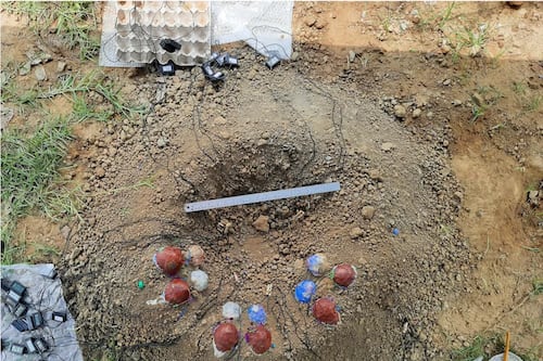 Como os oviraptores chocavam seus ovos: estudo revela sistema de incubação único