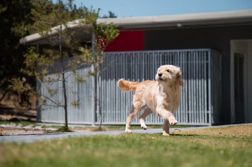 Dicas para cuidar do seu animal de estimação nos dias quentes, especialmente se você estiver viajando