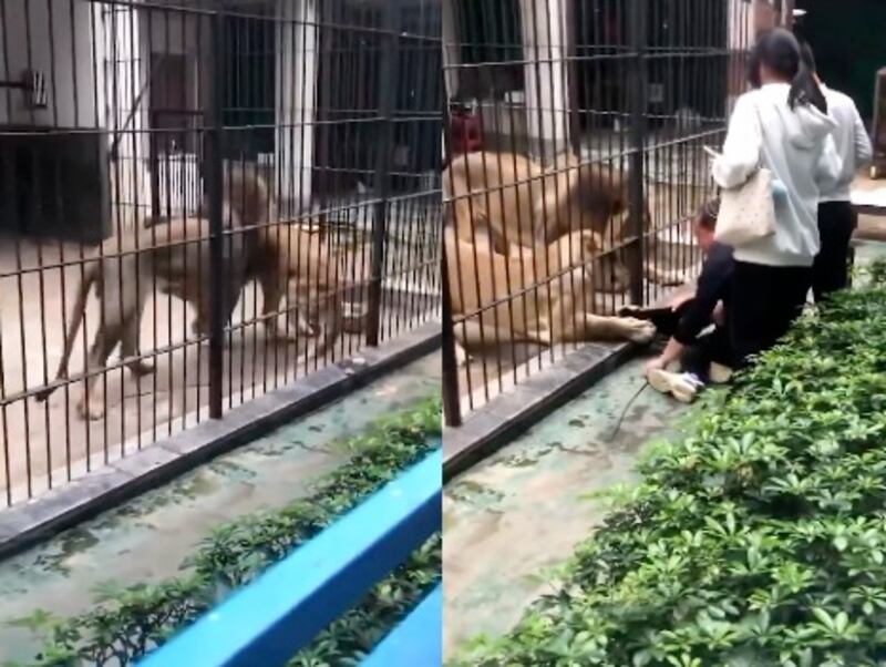 Leona atrapó niña durante un paseo en zoológico China