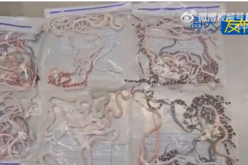 Vídeo: homem é preso na China após tentar entrar no país com mais de 100 cobras vivas na calça