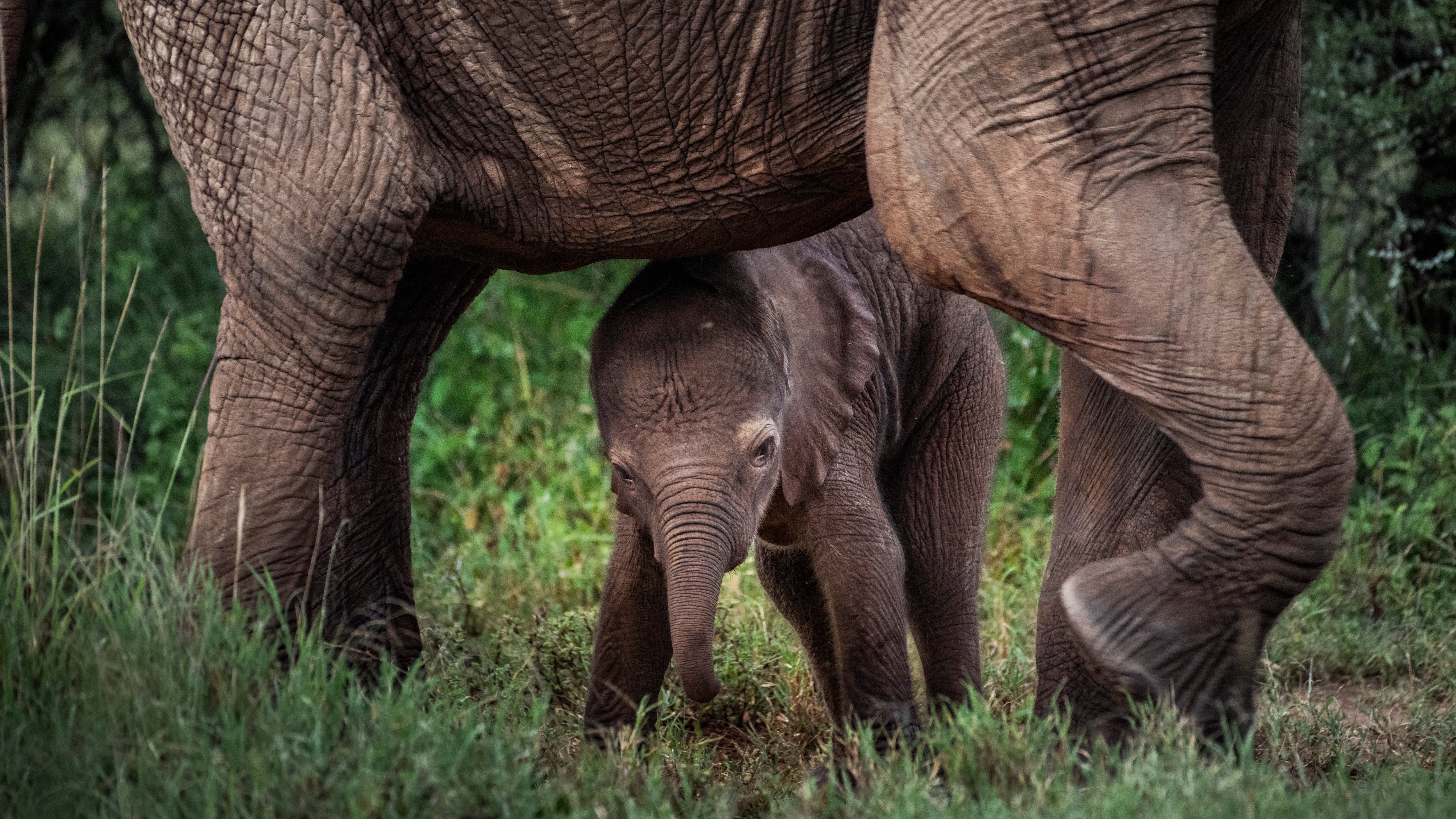 Bebé elefante