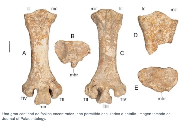 Hallazgos arqueológicos - Archivo