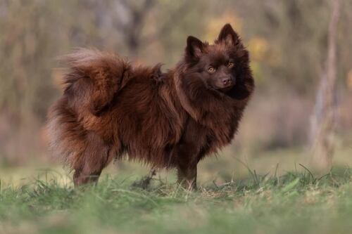 Com base no Código de Defesa do Consumidor, juiz condena creche para cães a indenizar tutora de cachorro que perdeu um olho e desenvolveu estresse pós-traumático