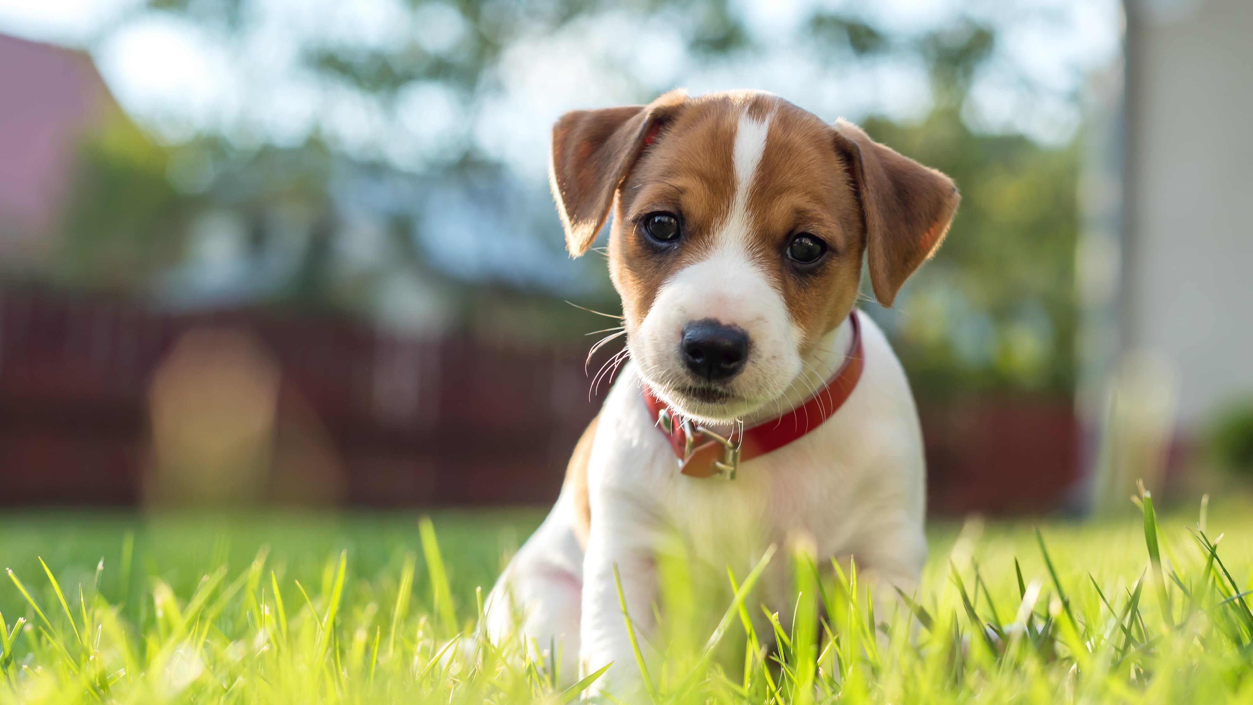 Signos zodiacales y mascotas
