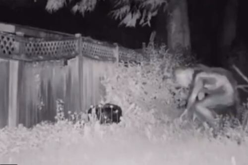 A verdade por trás do vídeo que mostra um alien circulando por casas de Las Vegas Vegas