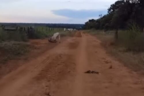 Trabalhador flagra onça atacando bezerro em fazenda e toma atitude rápida; veja vídeo
