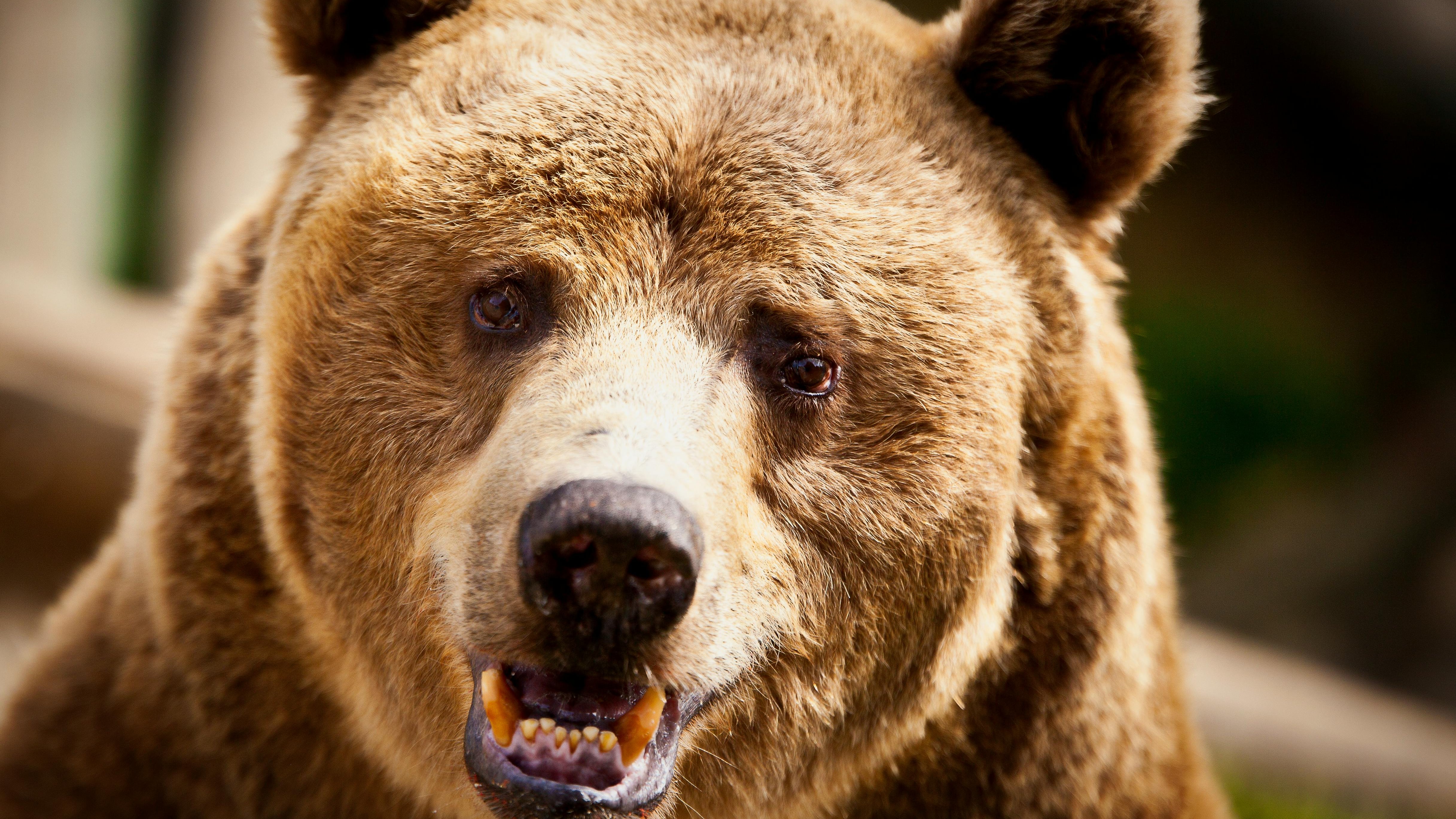 Investigan posible ataque mortal de oso a excursionista en Japón