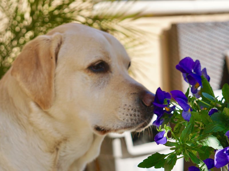 Plantas tóxicas para perros y gatos