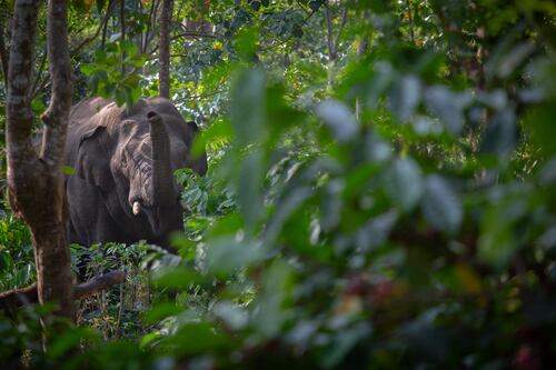 Elefantes são capazes de se chamar pelo nome, assim como os humanos