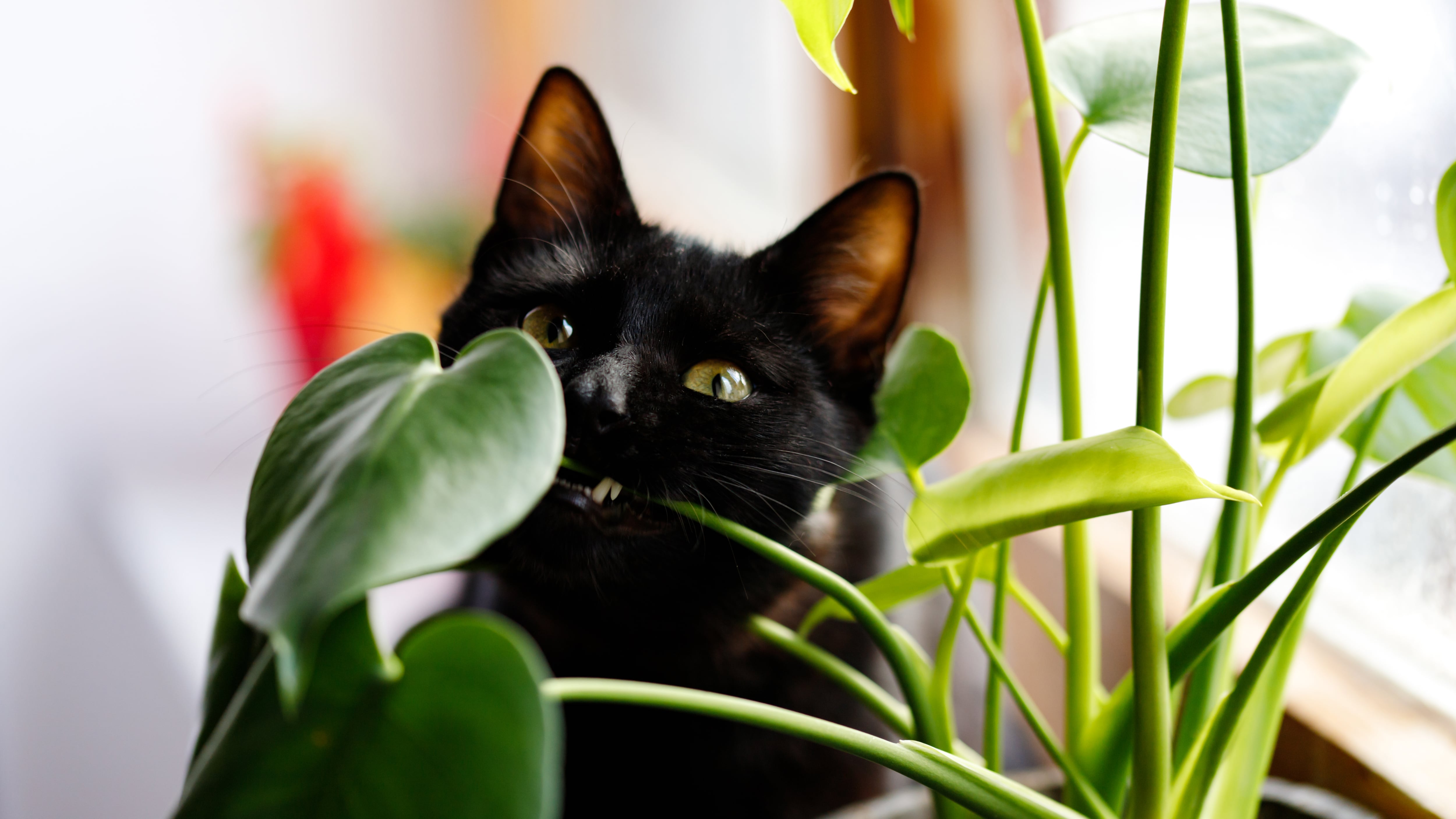 Plantas tóxicas para perros y gatos